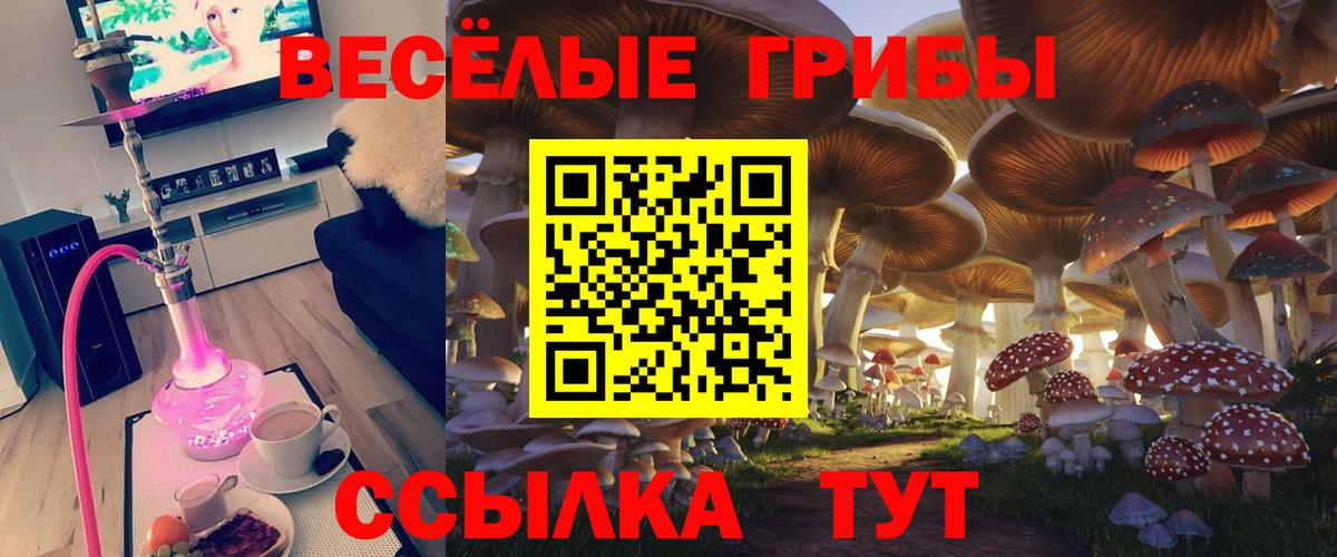 Новоалександровск  Псилоцибиновые грибы Psilocybe  Вход с VPN 